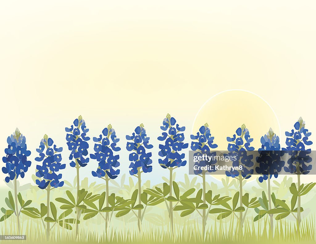 Campo de flor gorra azul