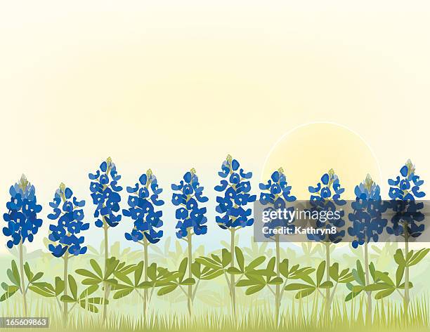 bluebonnet flower field - texas bluebonnets stock illustrations