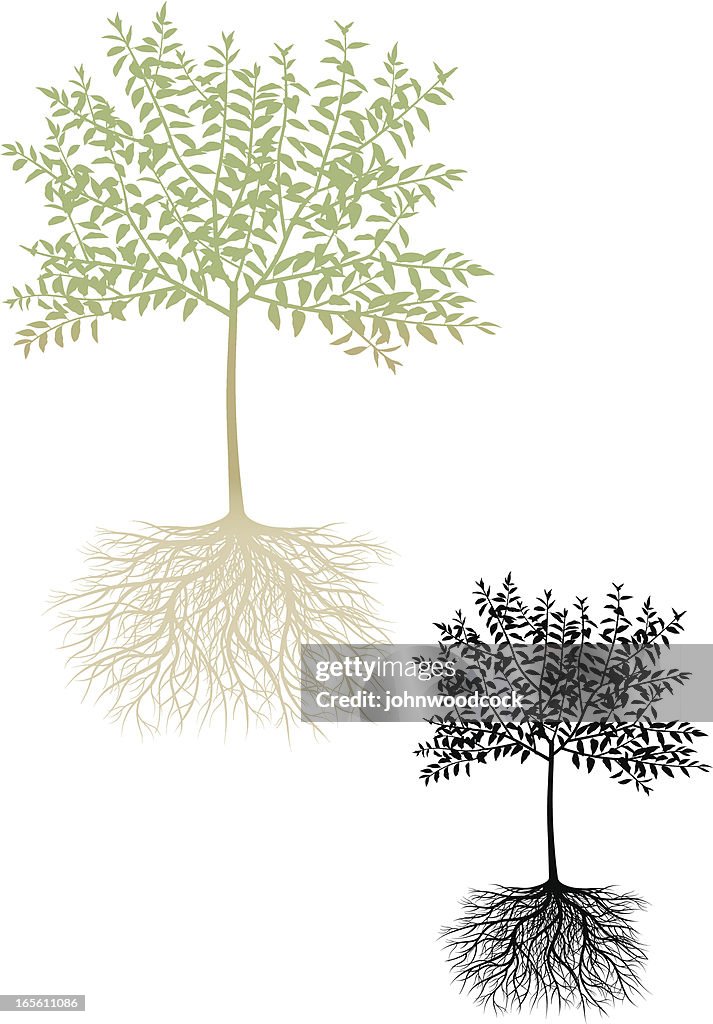 Root System Image Cherry Tree Cherry Tree And Roots High-Res Vector Graphic - Getty Images