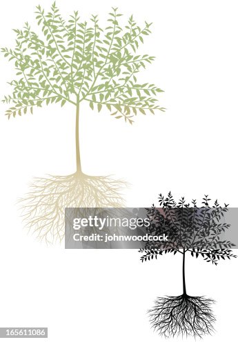 Cherry Tree With Roots Cherry Tree And Roots High-Res Vector Graphic - Getty Images