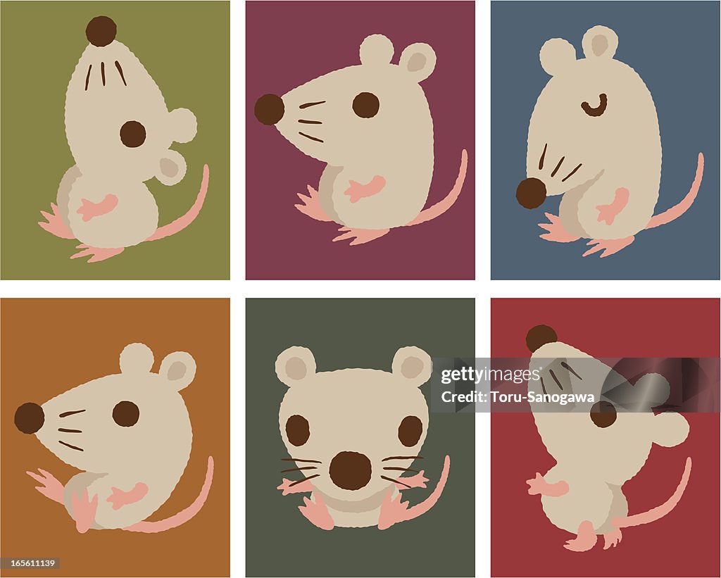 Cute pose of rat