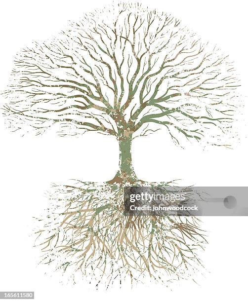 Fall Tree Showing Roots Fall Oak Tree With Roots Photos and Premium High Res Pictures - Getty ...