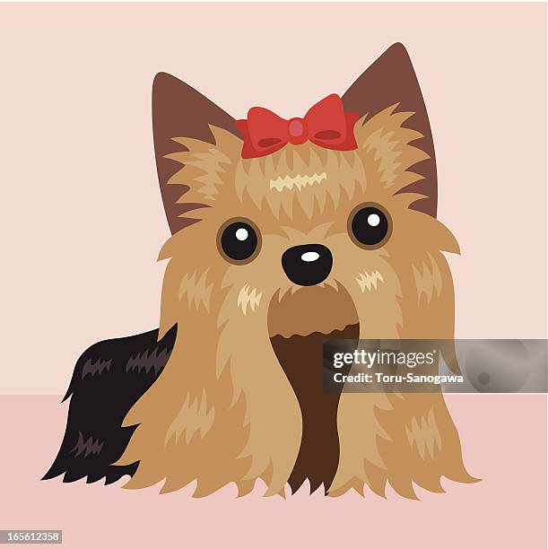 yorkshire terrier - yorkshireterrier stock-grafiken, -clipart, -cartoons und -symbole