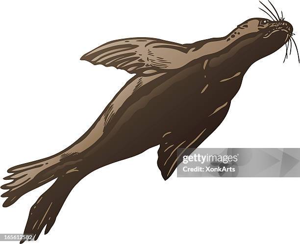 stockillustraties, clipart, cartoons en iconen met seal - zeeleeuw