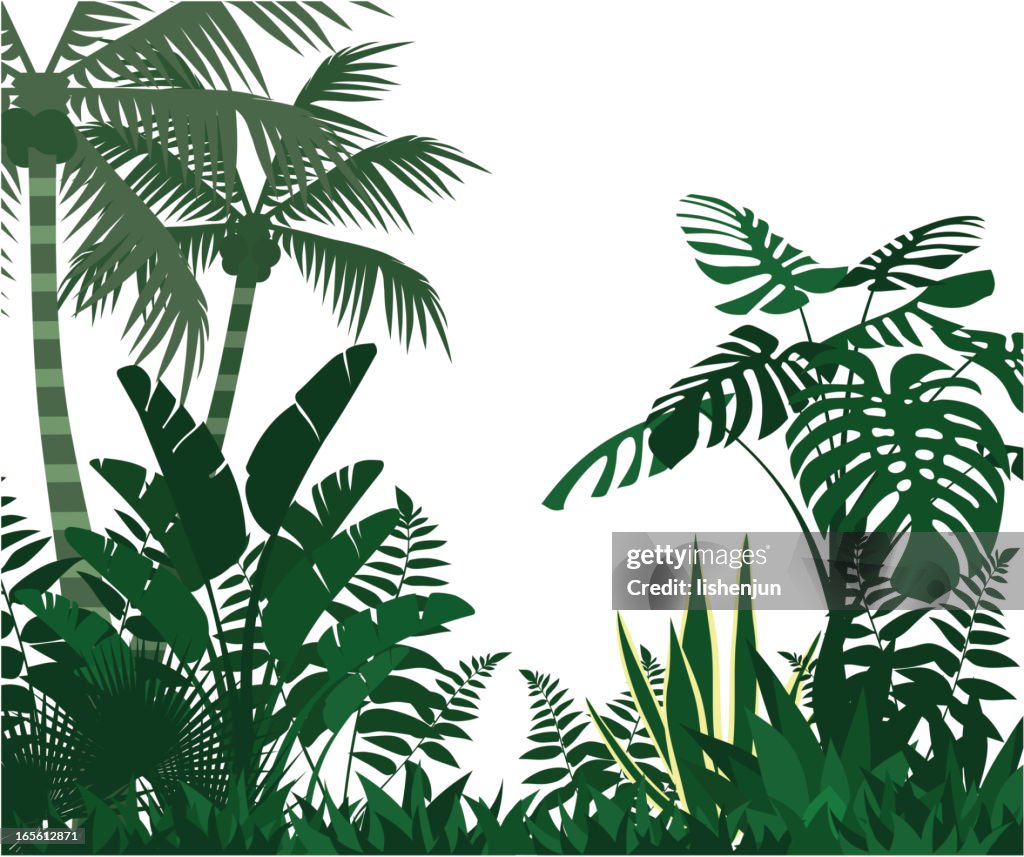 Jungle