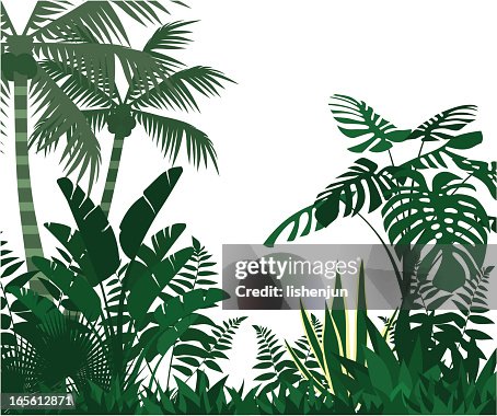 Jungle Jungle