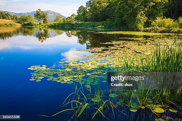 long pond, maine, deep blue water lake, lily pads, grasses - lily pond stock pictures, royalty-free photos & images