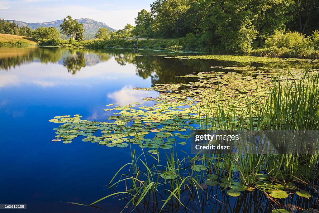 Long Pond, Maine, azul profundo Lago Lírio de água, botões, Ervas