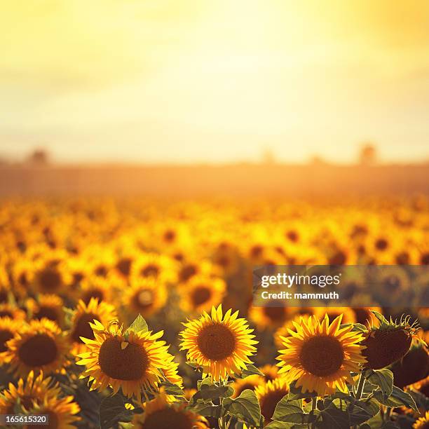 sunflowers en provence - girasol fotografías e imágenes de stock