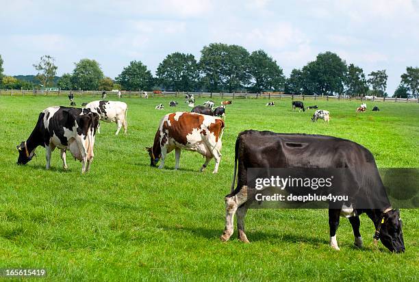 grasen kühe mit plumb euter - milking farm stock-fotos und bilder