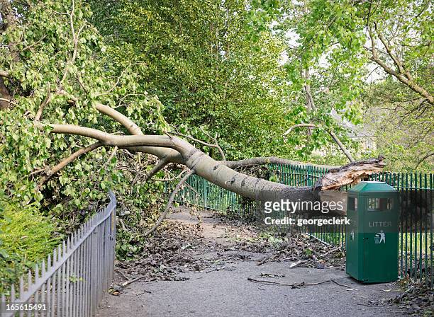 fallen tree blocking a path - gevelde boom stockfoto's en -beelden