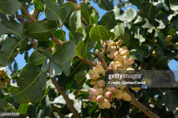 close-up de maturação na árvore de pistachio - pistachio tree - fotografias e filmes do acervo