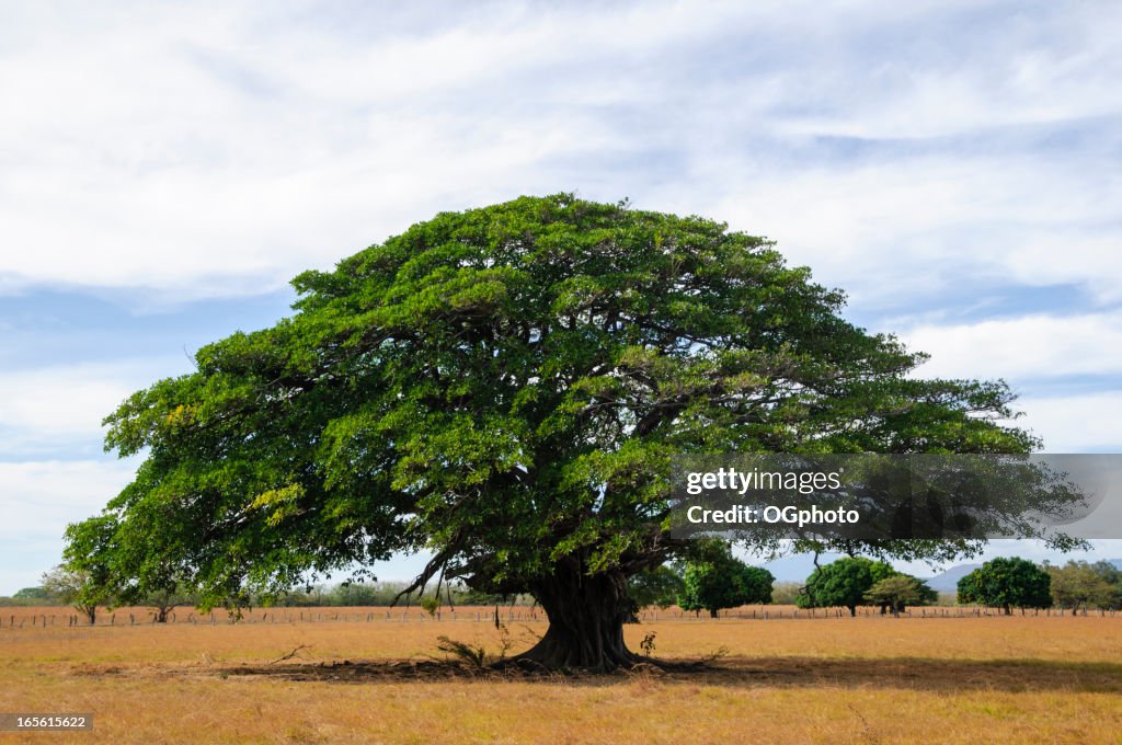 Riesiger Baum in leere Feld, Guanacaste, Costa Rica