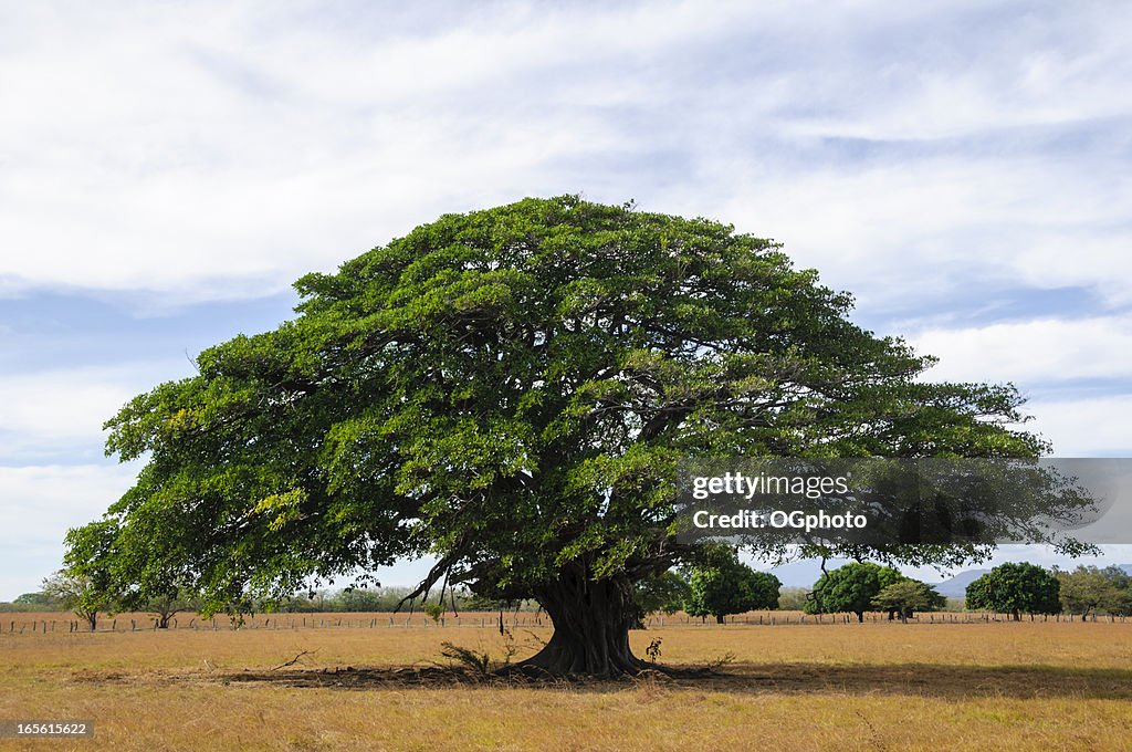 Árbol gigante en campo vacío, Costa Rica, Guanacaste
