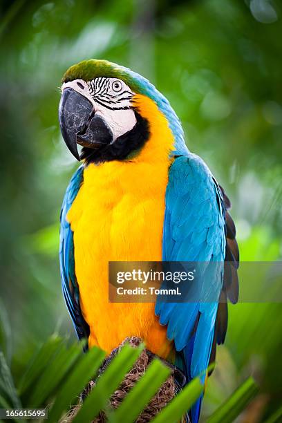 ara porträt - blue and yellow macaws stock-fotos und bilder