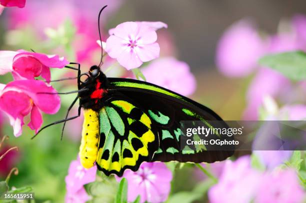 beautiful butterfly (ornithoptera priamus) - proboscis stock pictures, royalty-free photos & images