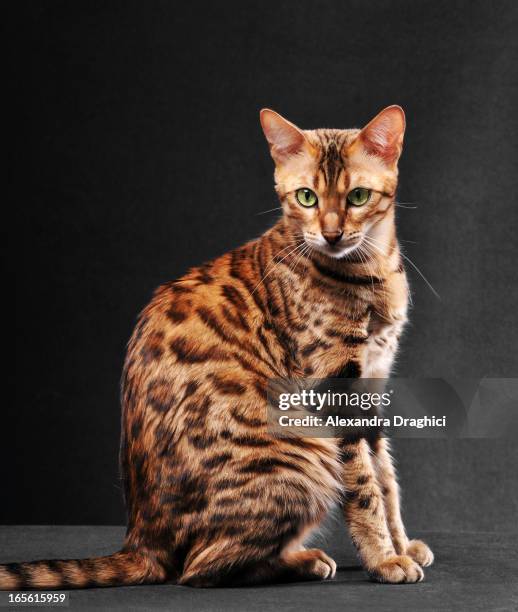 bengal cat sitting - bengal cat stock pictures, royalty-free photos & images