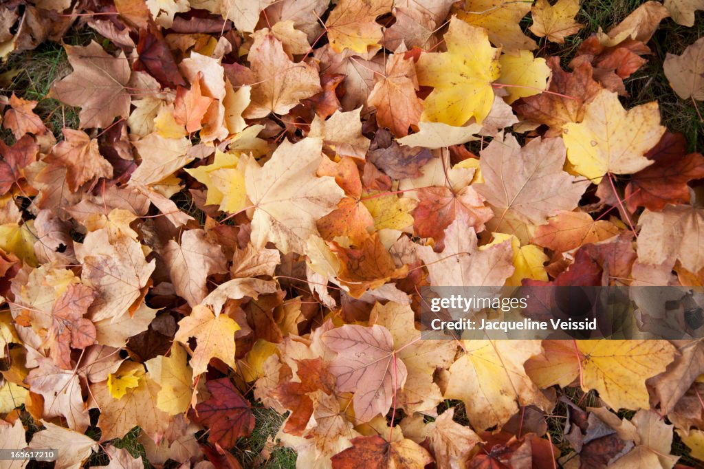 Autumn leaves on ground