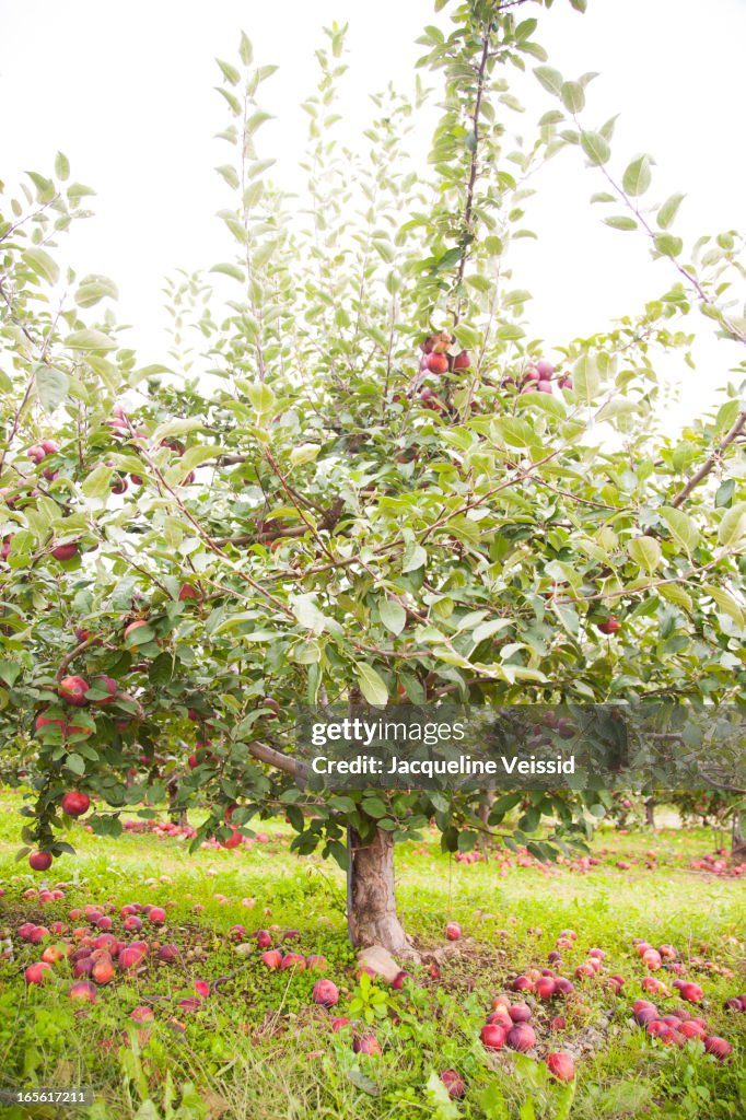 Apple tree with fallen fruit