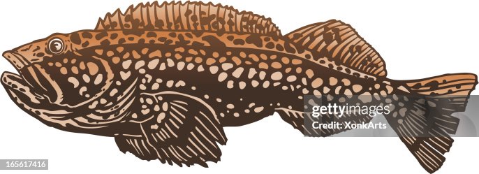 Lingcod Lingcod