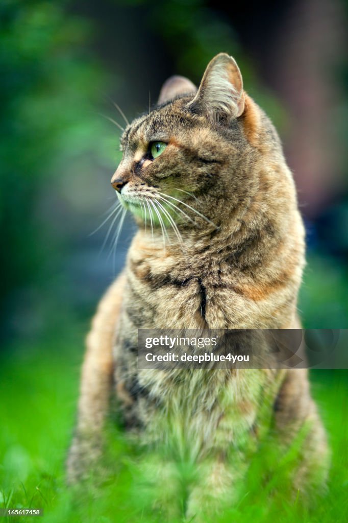 Sitting Cat In Grass Wallpaper