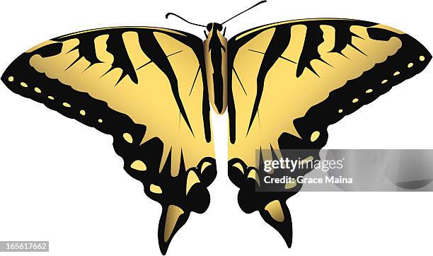 butterfly - vector - yellow swallowtail butterfly stock illustrations