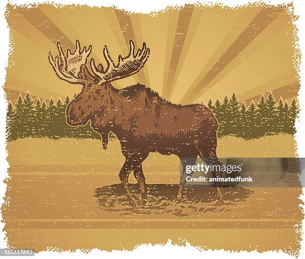 ilustraciones, imágenes clip art, dibujos animados e iconos de stock de alce de pie fuera con árboles en el fondo - elk