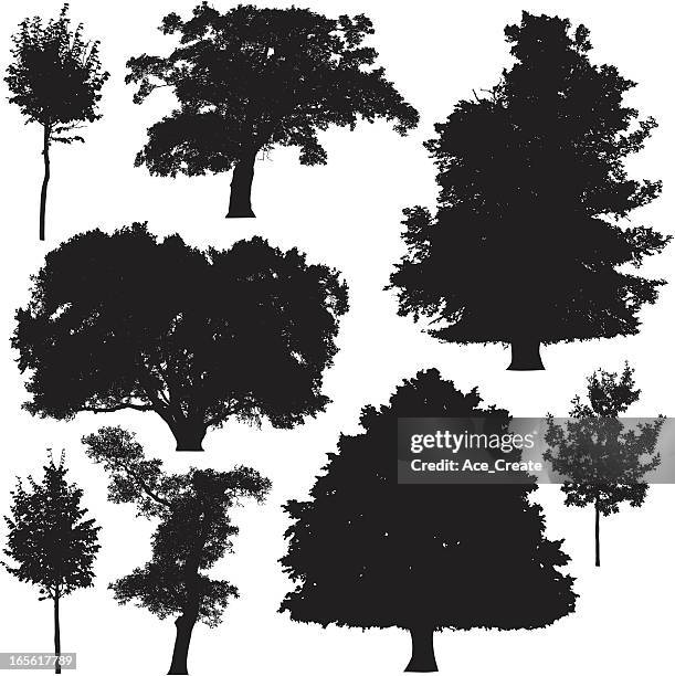 ilustraciones, imágenes clip art, dibujos animados e iconos de stock de colección de silueta de árbol 5 - bushy