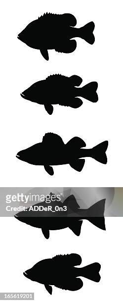 ilustraciones, imágenes clip art, dibujos animados e iconos de stock de sol de pescado - crappie