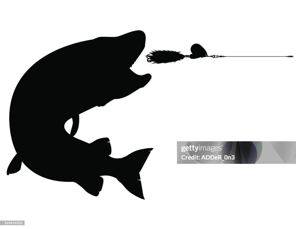 Silhouette: Muskellunge Striking a Lure
