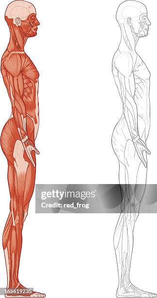 female body, muscles - side view 幅插畫檔、美工圖案、卡通及圖標