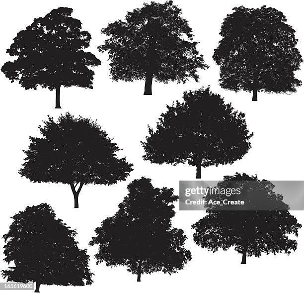 tree silhouette collection 4 - ash tree stock illustrations