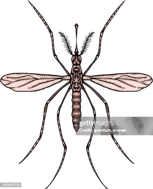 mosquito - mosquitos stock illustrations