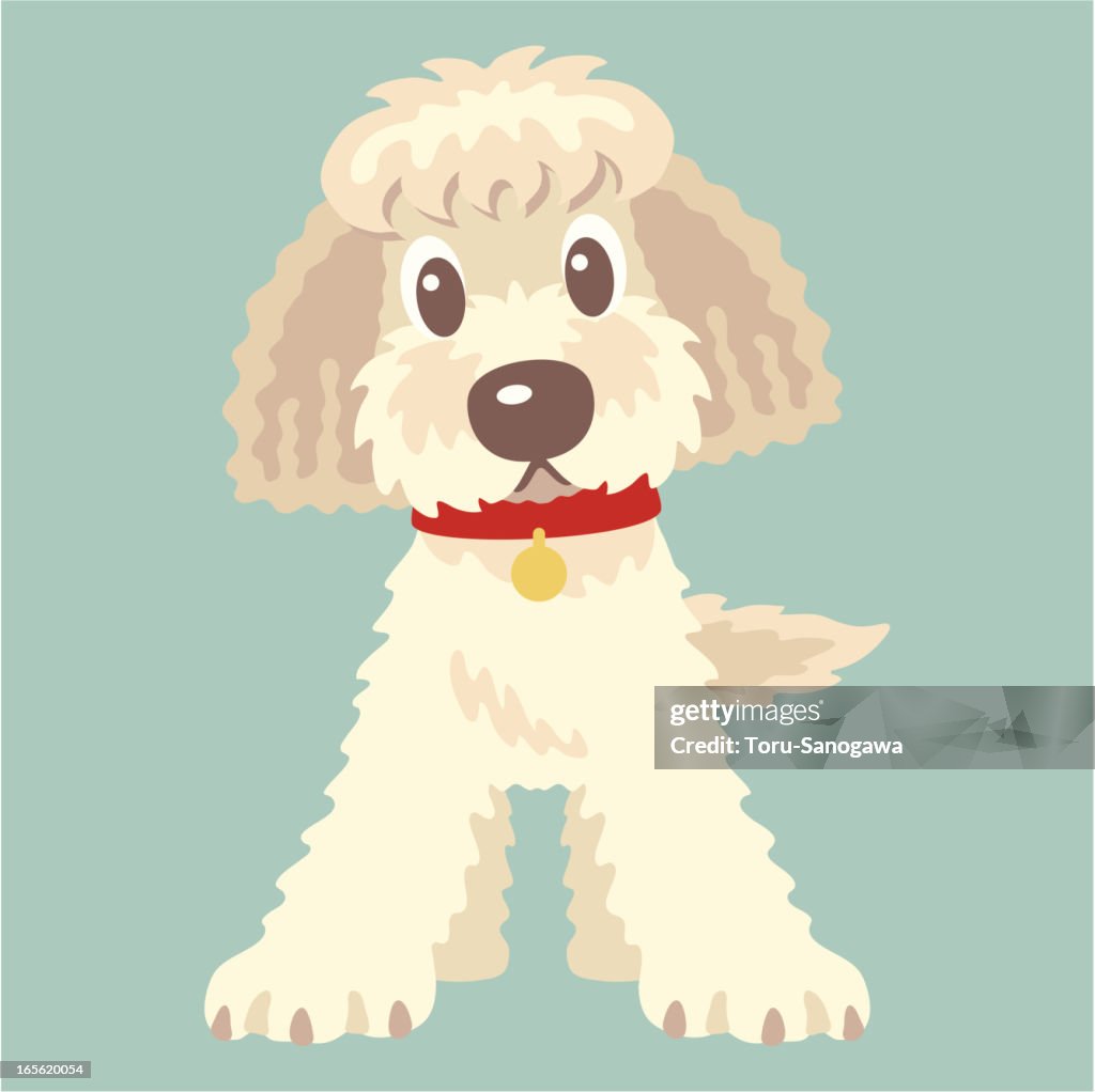 Labradoodle, Goldendoodle