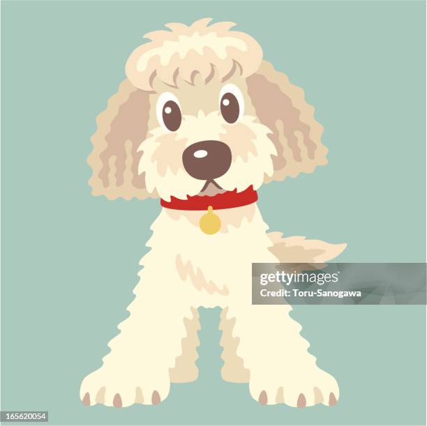 stockillustraties, clipart, cartoons en iconen met labradoodle,goldendoodle - poodle