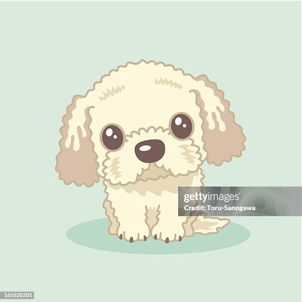 labradoodle,goldendoodle - poodle stock illustrations