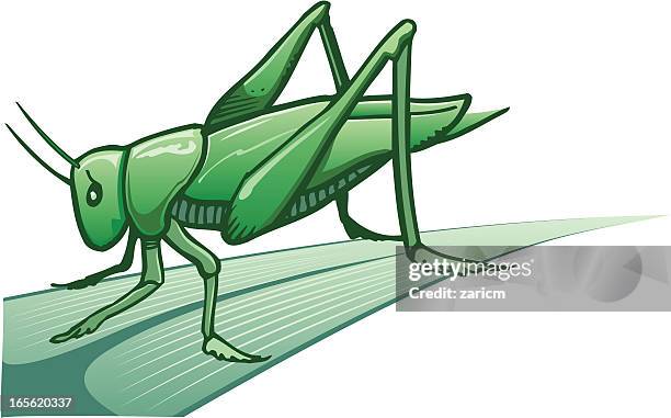 grasshopper - grasshopper stock illustrations