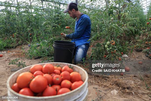 Palestinian farmers pick tomatoes slated for export at a field in Rafah in the southern Gaza Strip on September 10, 2023. Exports from the Gaza Strip...