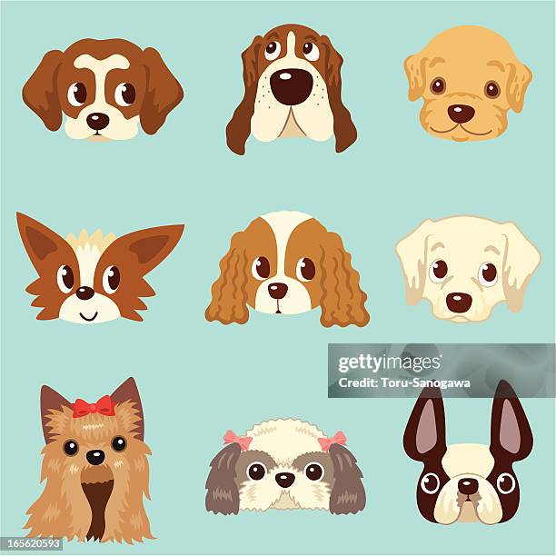 ilustraciones, imágenes clip art, dibujos animados e iconos de stock de caras de perros - basset hound