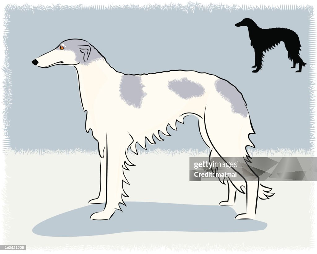 Barsoi-Russische Wolfshund