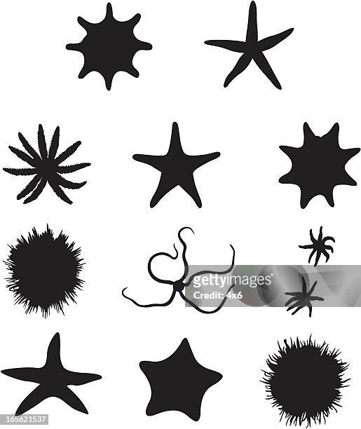 stockillustraties, clipart, cartoons en iconen met starfish silhouettes - sea urchin