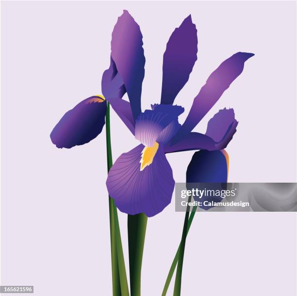 iris - iris flower stock illustrations