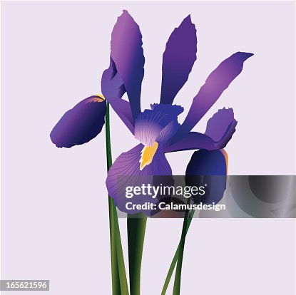 Iris Iris