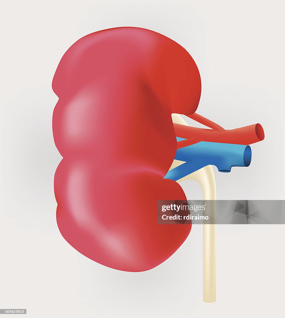 Human Kidney