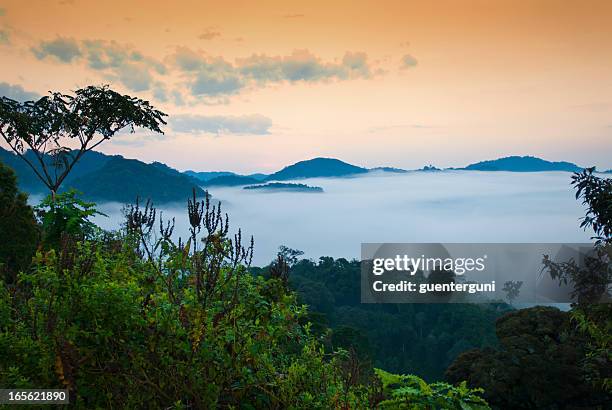 african matin-première de la lumière du jour dans la forêt tropicale, le rwanda - rwanda photos et images de collection