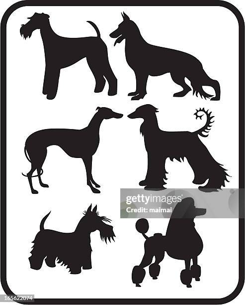 set of dog silhouettes - poodle vector stock illustrations