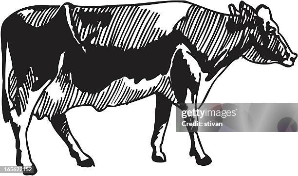 black and white illustration of a cow - black and white cow stock illustrations