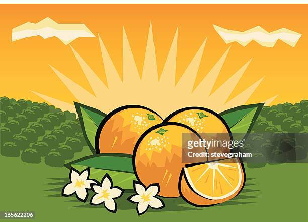 ilustraciones, imágenes clip art, dibujos animados e iconos de stock de huerta de naranjas - orange orchard
