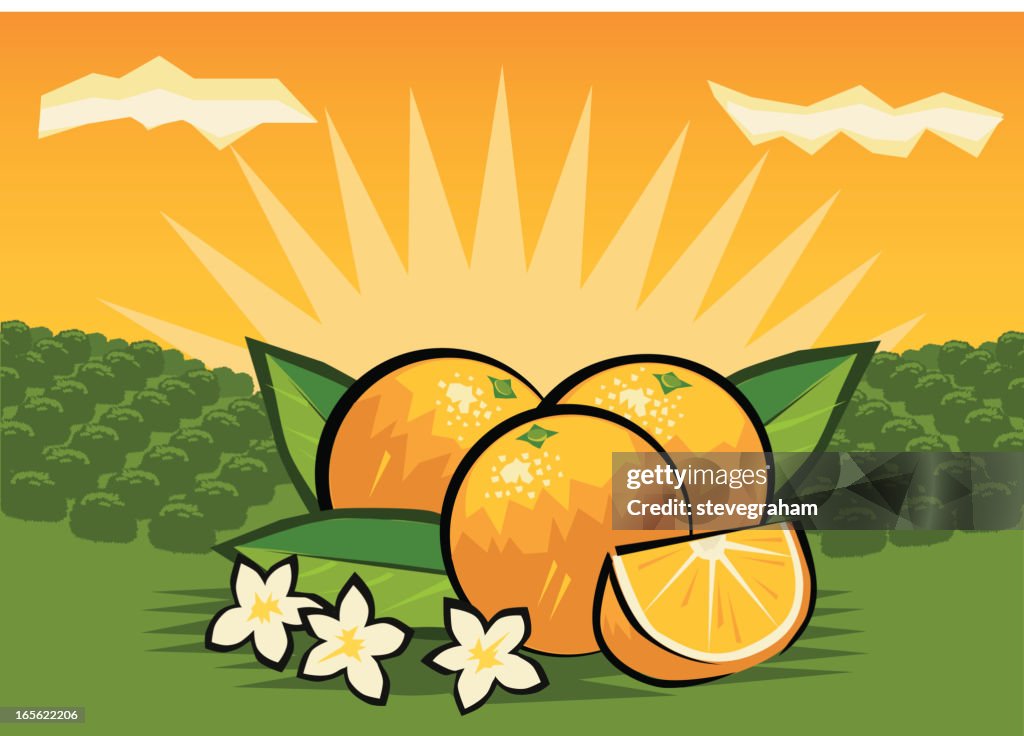 Orange Orchard