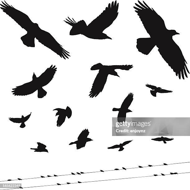 vogel silhouetten - hawk bird stock-grafiken, -clipart, -cartoons und -symbole